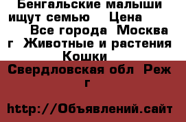 Бенгальские малыши ищут семью) › Цена ­ 5 500 - Все города, Москва г. Животные и растения » Кошки   . Свердловская обл.,Реж г.